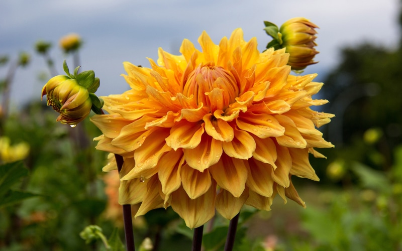 k, inflorescence, color, focus on foreground, decorative, dahlia, mobile, flower, outdoors, no people, freshness, tv, day, ben, yellow, tablet, 4K, beauty in nature