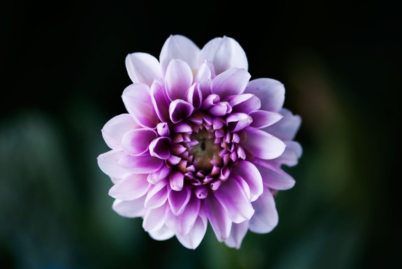 Flower, purple, 720P, petal, flower Head, Nature, pink Color, Plant, Dahlia, summer, photo, close-up, white, beauty In Nature, closeup, Dark purple