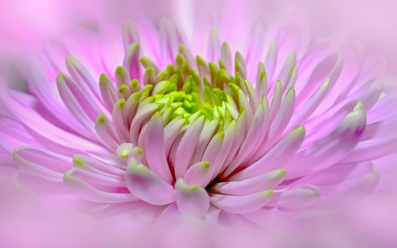 pink flower, flower, plant, close, bloom, close up, 2K, fresh, dahlia, pink, bright