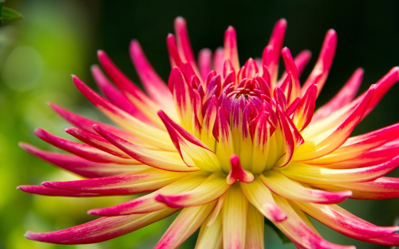 day, close-up, yellow, pink color, focus on foreground, petals, flowering plant, pollen, tablet, tahiti, sunrise, fragility, 4K, tv, cactus, flower, laptop