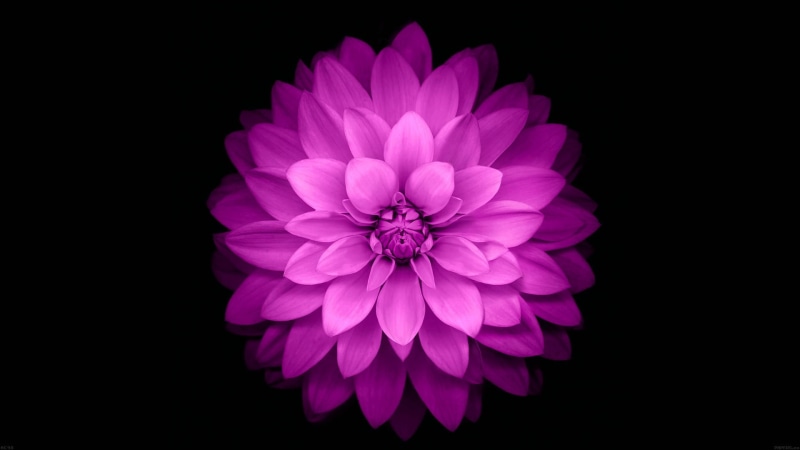 black, petal, violet, flower head, no people, vulnerability, flower, 1080P, studio shot, flowers, freshness, fragility, plant, inflorescence, nature, black background