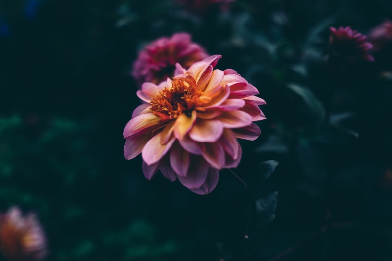 springtime, 4K, no people, flower Head, purple, dahlia, inflorescence, macro, plant, pink Color, focus on foreground, photography, nature, fragility, day