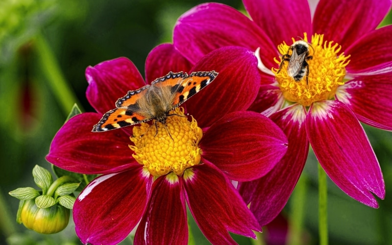 1080P, Butterfly, Insects, Bee, Purple, Dahlia, Flowers