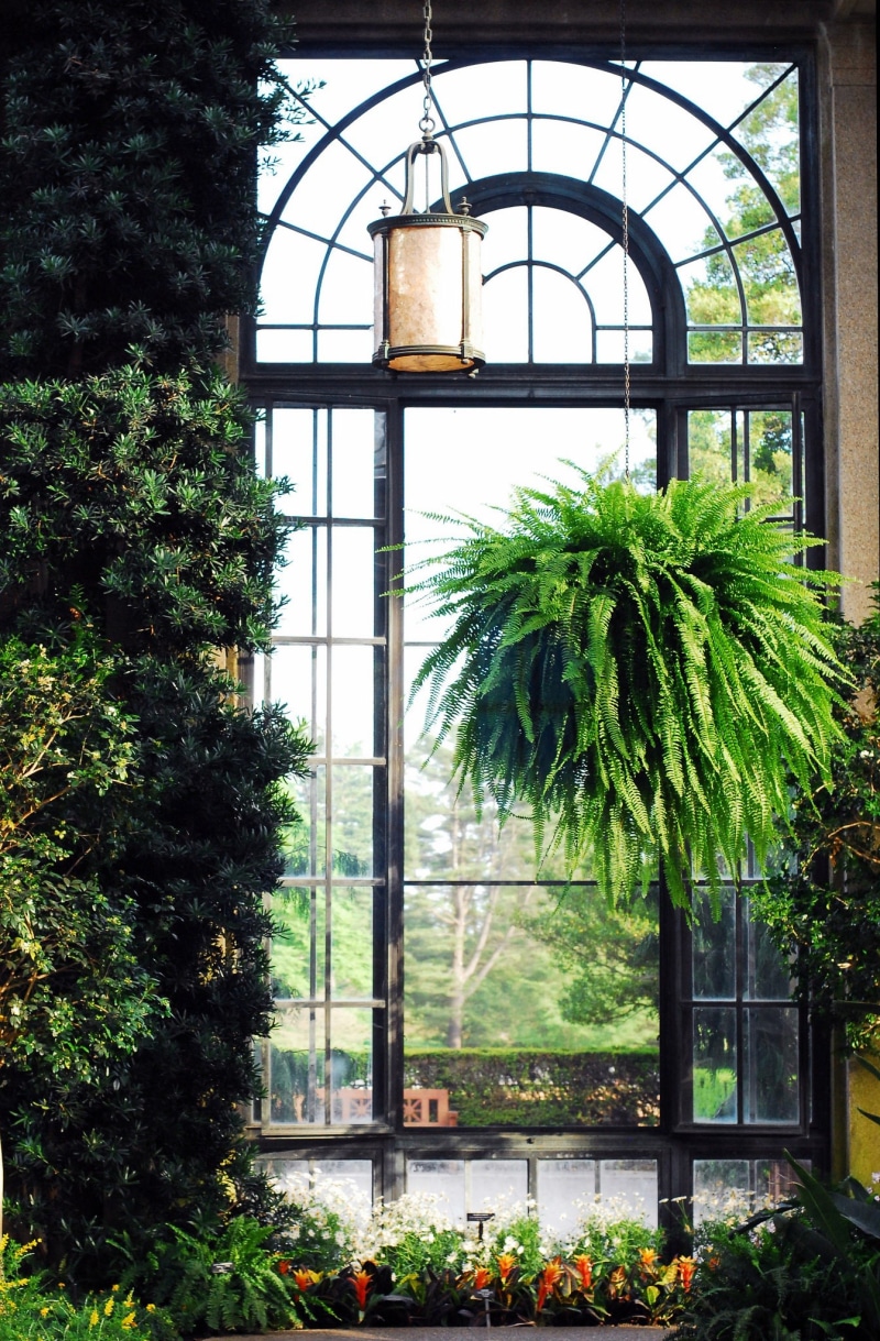longwood, no people, lighting equipment, day, building, leafed, 1080P, outdoors, leaf, window, garden, growth, potted plant, conservatory, glass - material