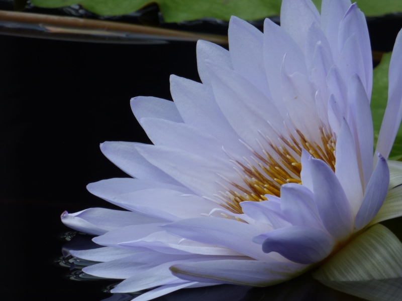 aster, close-up, pond lily, beauty in nature, focus on foreground, acanthaceae, day, blossom, inflorescence, pollen, growth, nature, white color, no people
