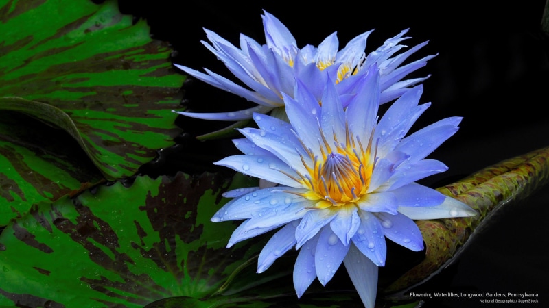 longwood, waterlilies, pennsylvania, flowering, gardens, Flowers/Gardens, 2K
