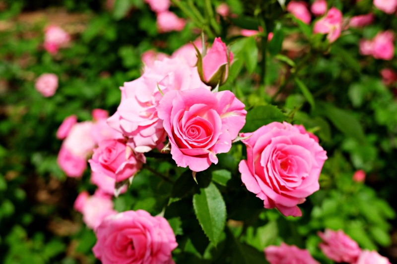 flowering plant, vulnerability, focus on foreground, plant part, flower arrangement, longwood garden, plant, bouquet, rose, pink color, freshness, nature