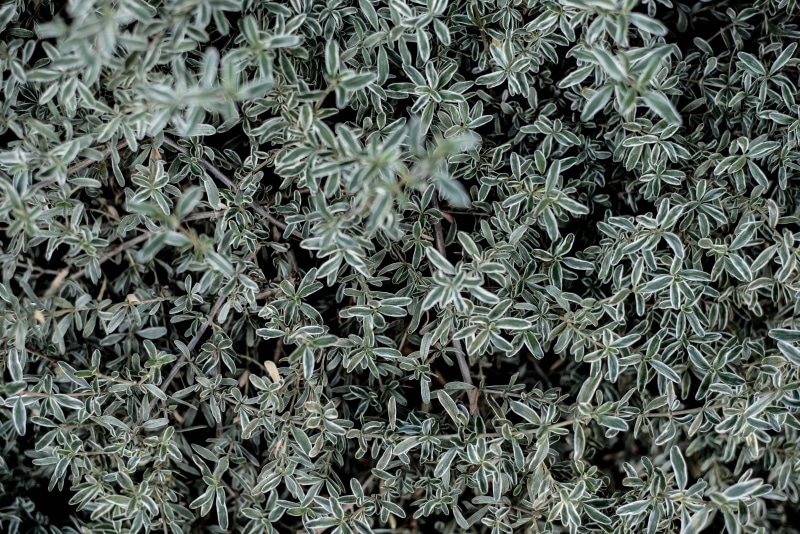 vegetation, tree, selective, astragalus, bush, moss, day, longwood gardens, photography, leafed, blossom, plants, pottery, field, growth, abundance, green