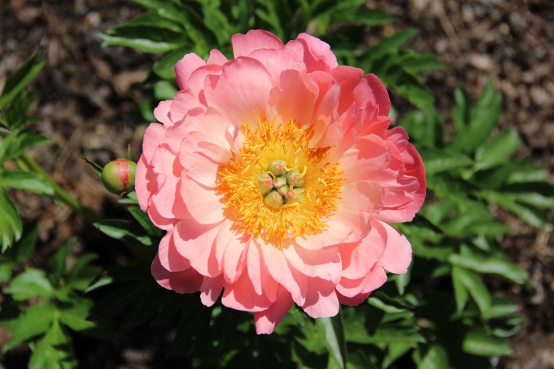 pink color, fragility, longwood gardens, no people, bloom, close-up, beauty in nature, vulnerability, botanical, plant, focus on foreground, spring, flower