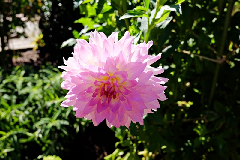close-up, flower, longwood garden, day, inflorescence, vulnerability, flowering plant, flower head, growth, beauty in nature, plant, sunlight, focus on foreground