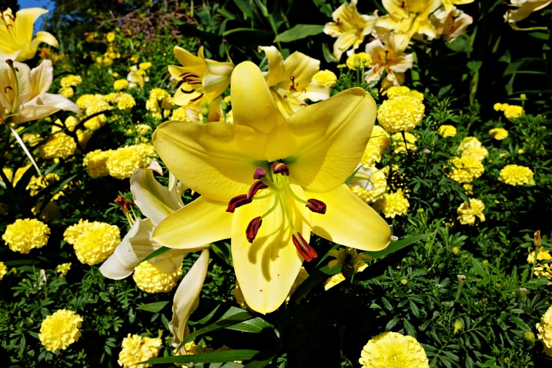 no people, fragility, flowering plant, 4K, freshness, nature, park, sunlight, flower, pollen, beauty in nature, flower head, lily, outdoors, garden, petal