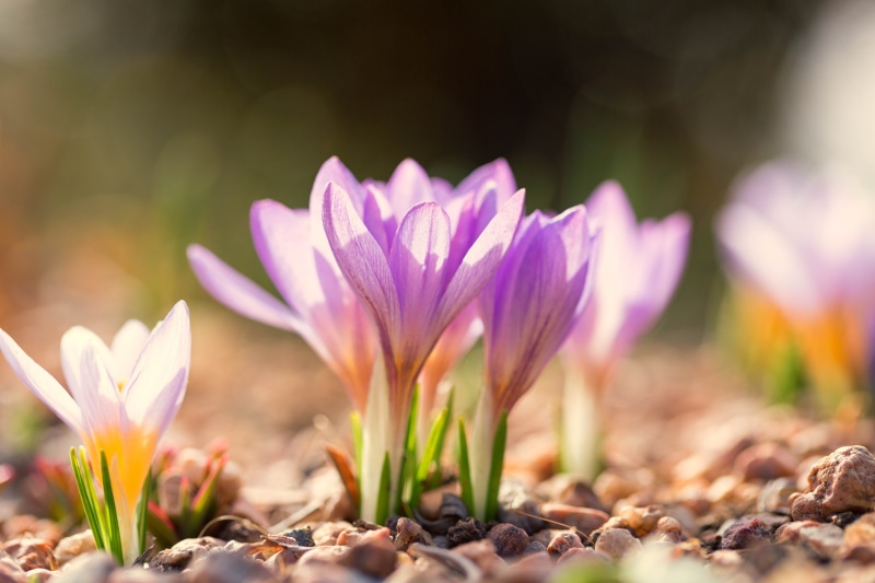 bulbs, Colorado, macro, leaf, flowers, Denver Botanic Gardens, crocuses, botany, yellow, summer, spring, close-up, nature, floral, beauty In Nature, crocus
