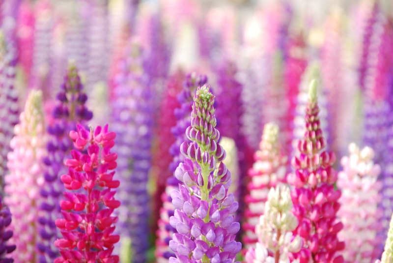 plant, flower, petaled, close-up, Lupinus, selective focus, summer, botany, beauty In Nature, flower Head, color, nature, Gifu, selective, park, focus