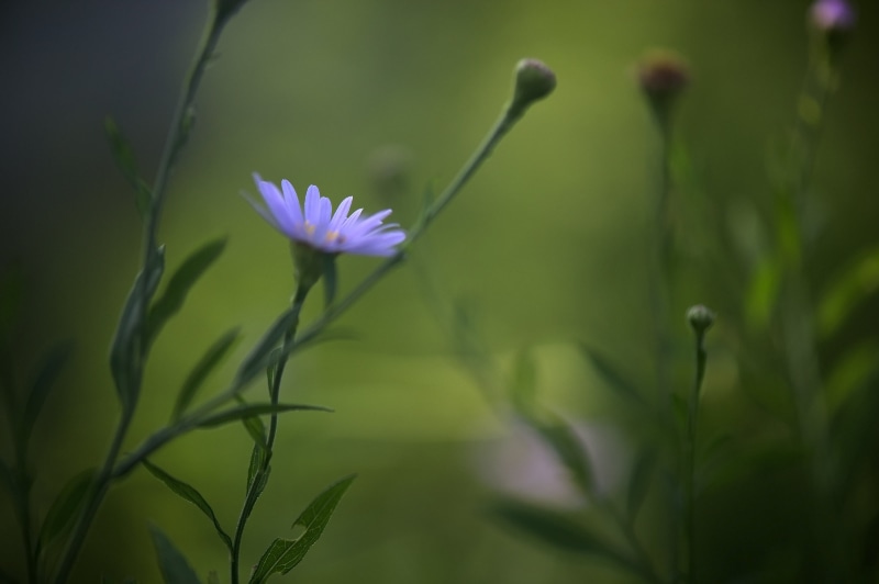 2K, selective, focus, selective focus, Flower, Nikon D3S, photography, summer, outdoors, Daisy, plant, Aster, green Color, nature, purple, meadow