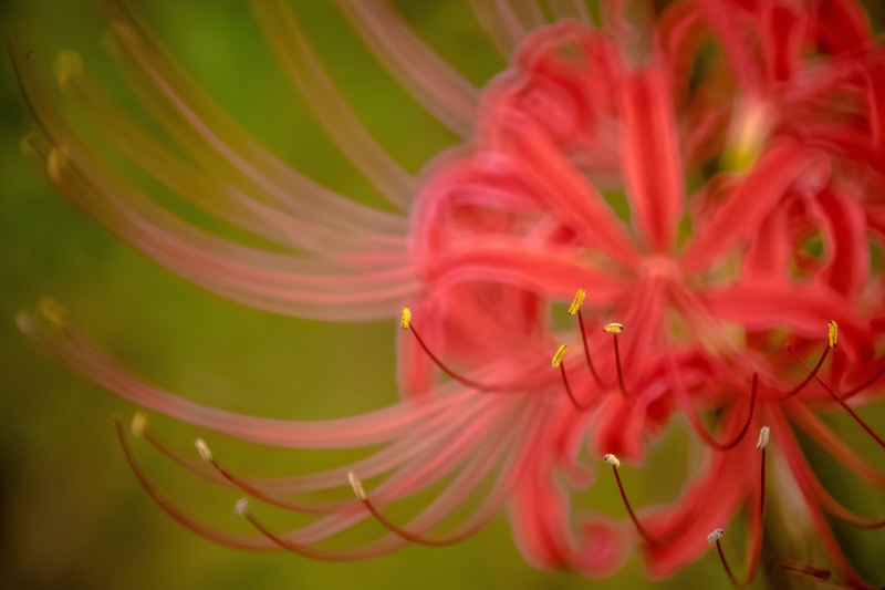 F8, lily, tamron, lily  flower, Lily flower, plant, spider, closeup, photo, nature, 5K, ILCE-7M2, flower, Spider Lily
