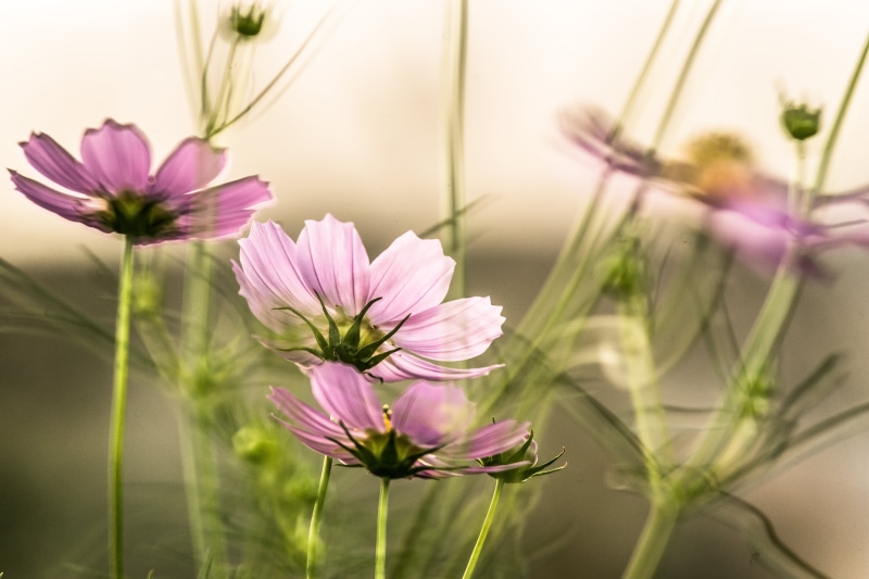 in the wind, Blooming, ILCE-7M2, reflex, plant, sp, 5K, purple, springtime, F8, Mirror, lens, tamron, Cosmos, macroshot, nature, daytime, summer, flower