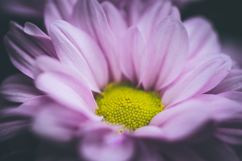 summer, ILCE-7M2, plant, petal, Yokohama, daisy, 5K, close-up, Zinnia flower, F2.8, nature, 90mm, selective, flower Head, Pastel, Tamron, zinnia, Aoba-ku