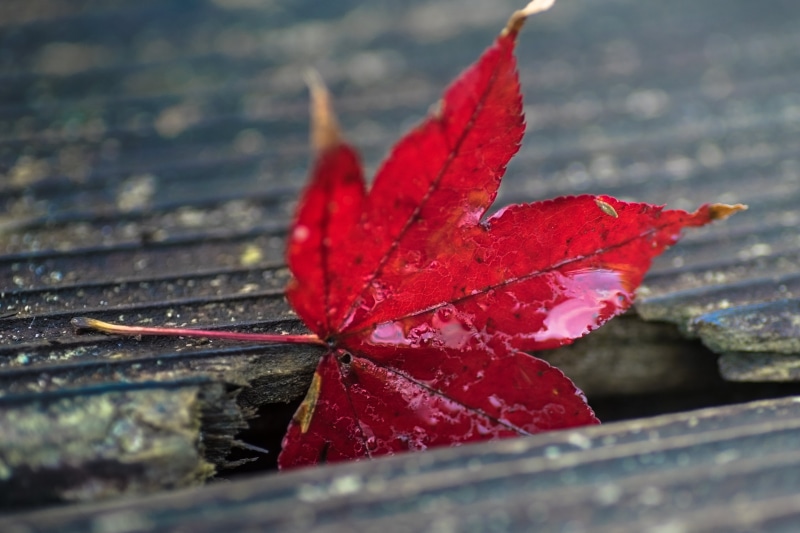 park, close-up, backgrounds, Macro, Japanese maple, 5K, old wood, autumn, Mondays, Tokyo  Japan, red, nature, tree, Space, season, deck, Tamron, HMM, F2.8