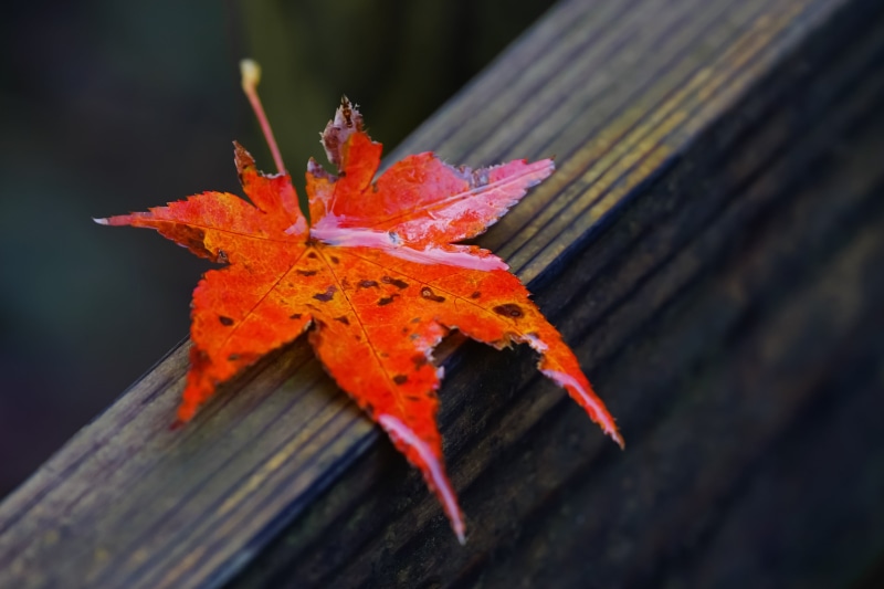 season, orange, maple Tree, yellow, red, orange Color, ILCE-7M2, Japanese maple, surface, nature, leaf, red leaf, Flora, close, Machida, multi Colored