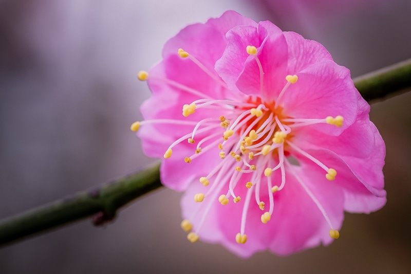 nature, Jike, flower Head, Ume Blossom, plant, Tamron, Sense, Macro, tree, pink Color, petal, F2.8, close-up, Yokohama, view, pink, blossom, ILCE-7M2, furusato