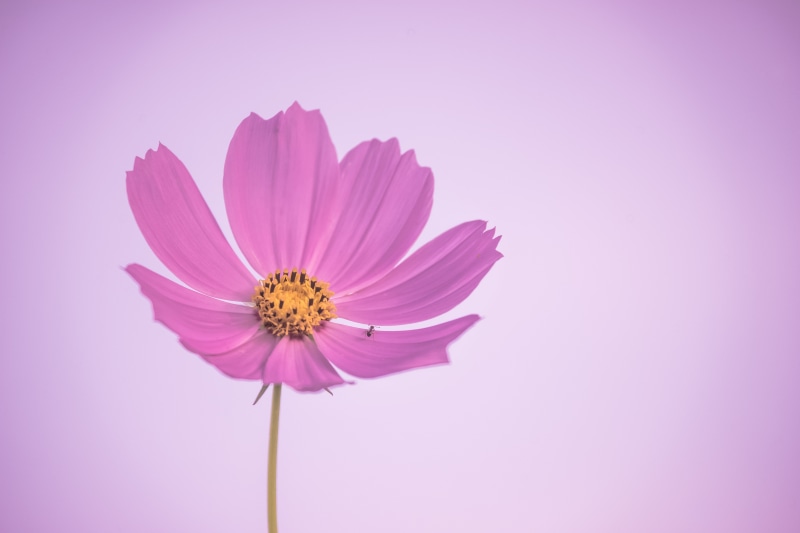 plant, cosmos Flower, summer, 5K, close, photo, pink Color, pink, ILCE-7M2, flower, in the morning, reflex, daisy, close-up, Cosmos, nature, F8, Mirror lens