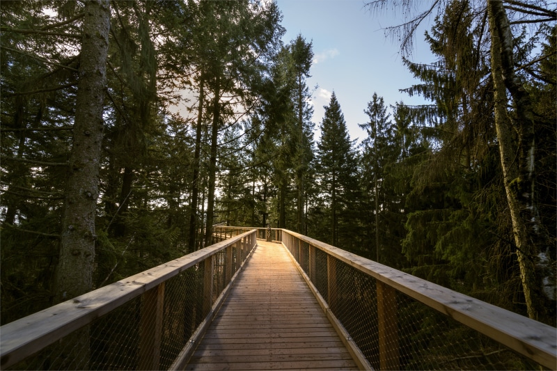river  forest, Sonne, landscape, Light, Deutschland, Lumen, woodland, bridge, blue, tree, Wald, hanging bridge, forest, Baum, Licht, empty, wooden, Mettlach