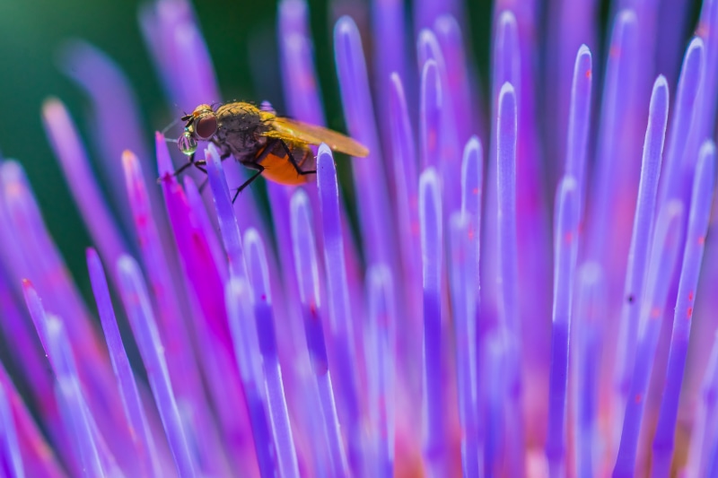 insect, Tamron, break in, close-up, F2.8, photography, ILCE-7M2, shot, flower  flower, nature, black, macro shot, 90mm, purple, rain, macro, black fly