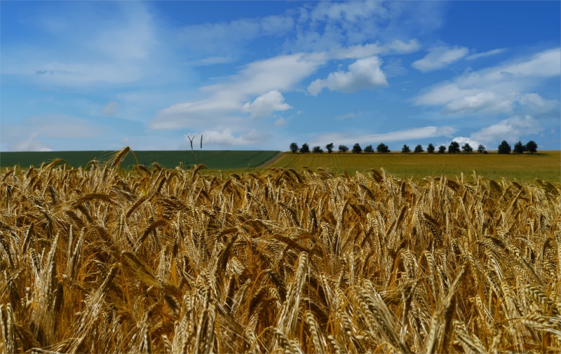 Himmel, Feld, 5K, nature, Deutschland, Sony Alpha 7, clouds, white, Natur, tree, ZA, white clouds, cereal Plant, summer, ripe, Explore, sky, agriculture