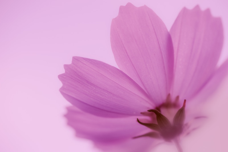 morning, pink, closeup, petals, photography, Cosmos, pink Color, plant, beauty In Nature, petal, ILCE-7M2, F2.8, flower, close-up, 90mm, nature, closeup photography
