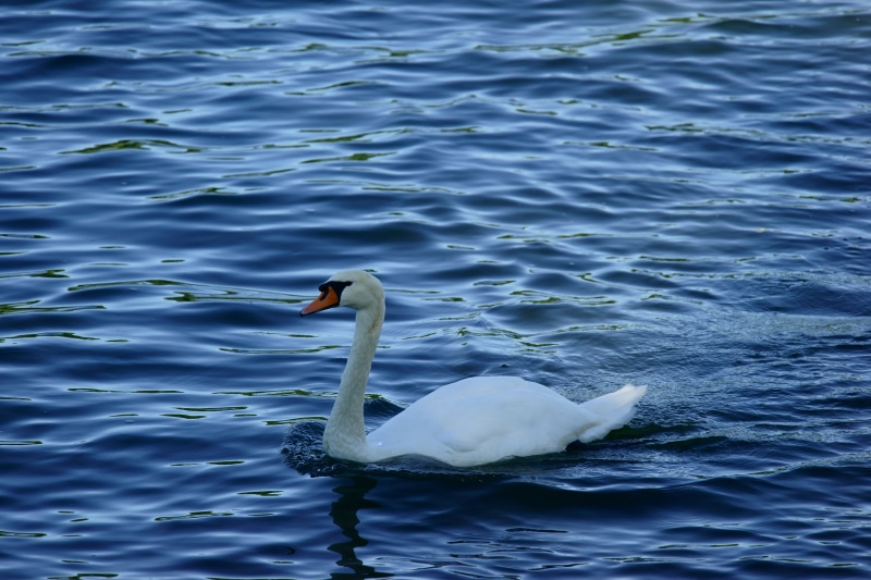 water, swan, white swan, 5K, OSS, body of water, lake, FE, Natur, wildlife, bird, swimming Animal, white, animal, reflection, Sony_Alpha, Rhein, nature