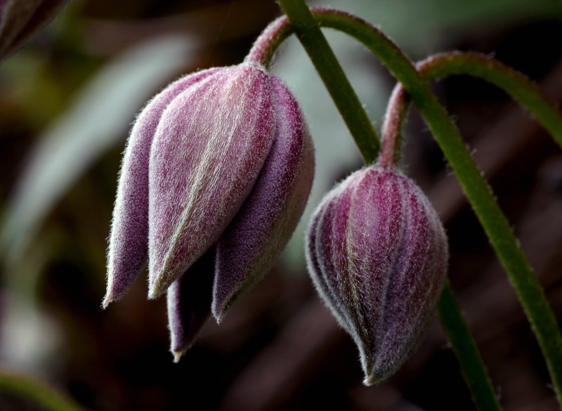 Sony DSLR A580, photography, Public Domain, Sugarbowl, Clematis montana, purple, leaf, photos, 1080P, two, clematis, macro, Tamron, buds, close-up, Pink