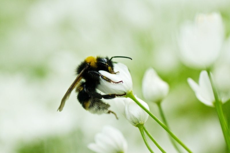 Macro, plant, pollination, Flower, pollen, 90mm, Green  Yellow, DoF, insect, springtime, Hanging On, Tamron, bumblebee, A77, Bumble Bee, 2K, Close-up