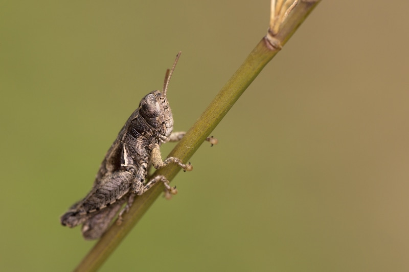 plant, 5K, macro, grasshopper, wildlife, nature, de, flickr, gray, 90mm, green plant, perching, nikon d3200, animal, fotografía, insect, insects, Jaén