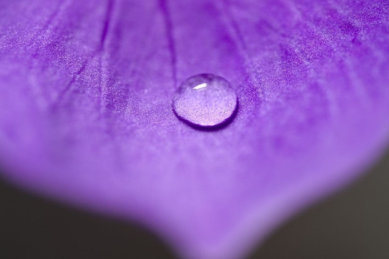 flora, plant, closeup, 90mm, photo, petals, tamron, drops, sydney  australia, water, droplet, droplets, micro, close  up, Macro, 480P, close-up, backgrounds