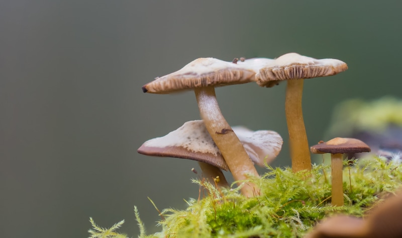 white mushrooms, season, USD, brown, 90mm, A77, moss, autumn, edible Mushroom, SSM, fungus, mushrooms, nature, white, food, Tamron, forest, growth, macro