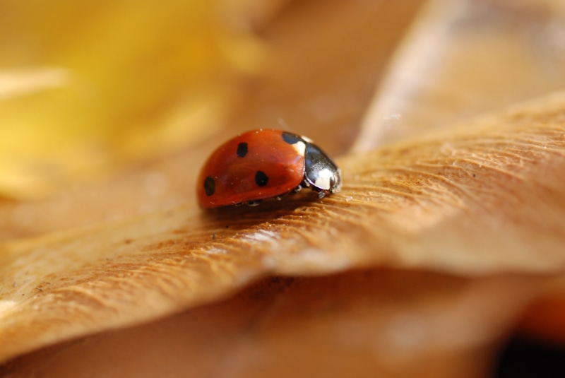 spotted, им, close-up, beetle, Moscow, Tamron, F/2.8, Russia, 50th Anniversary, macroscopic, small, lady bug, AF, Москва, Россия, Nikon D80, 90mm, photography