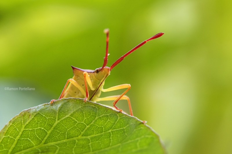 fotografía, Jaén, nature, macro, 90mm, f/2.8, wildlife, Tamron, Kenko, de campo, bug, photography, close-up, invertebrate, fotografia, macro photography