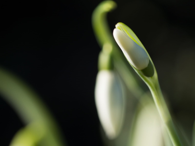 photo, bokeh, Spring Snowflake, macro, flowers, leaf, springtime, bud, nature, green Color, spring, snowflake, close, 90mm, 720P, Tamron, buds, flower