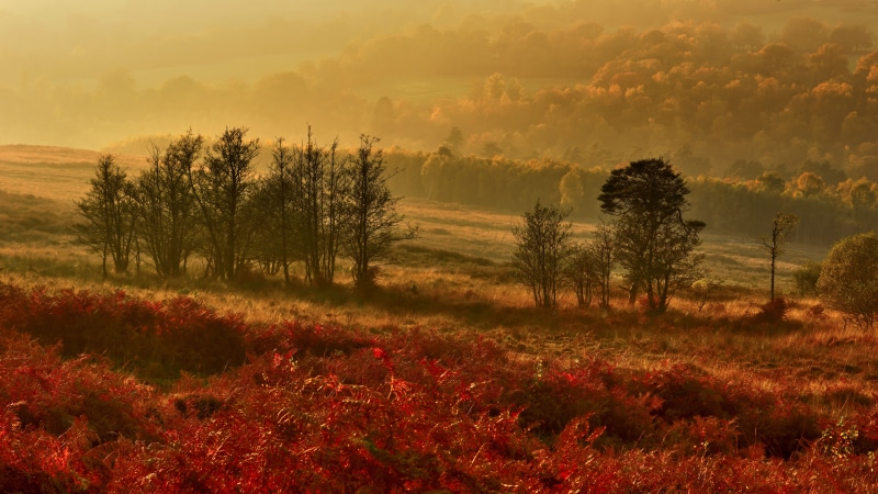 forest, sunlight, landscape photography, comments, Mist, grasses, trees, photography, rural Scene, Sunset, mountain, Nature, Nikon D810, views, thank you