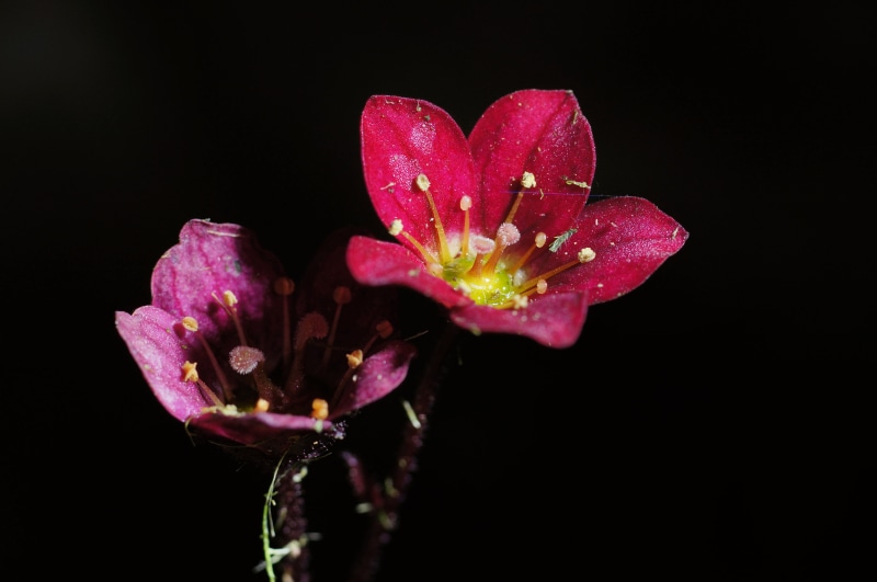 Germany, Light, Europe, Rauenberg, Licht, beauty In Nature, pink Color, shift, Soligor, Deutschland, 90mm, Kurpfalz, flowers, nature, flower, Europa, pink