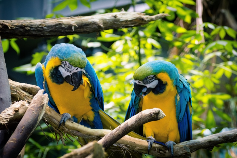animal, california, blurred, branch, rainforest, 5K, animals, sf  bay  area, blue, blue-and-yellow, nature, mates, USA, macro, parrot, tropical Climate