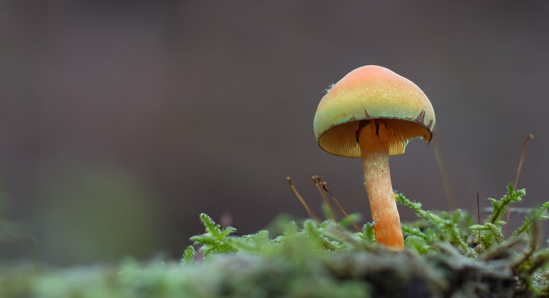 Sony, USD, food, forest, Focus stacking, A77, focus, SSM, plant, 90mm, selective, grass, cap, season, selective focus, moss, 1080P, photography, fungus