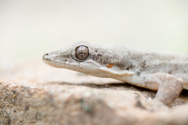 krachan, wild, Bilgin, 90mm, Gecko, gray, phetchaburi, wildlife, 5K, national, kaeng, nikon, Rushen, park, makro, nature, tamron, close-up, macro photography