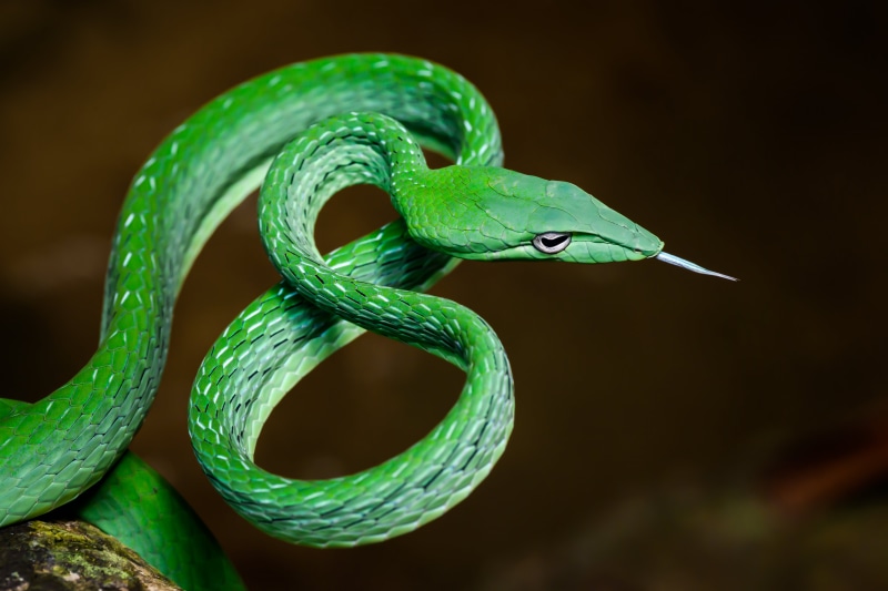 untitled, Bilgin, 5K, nature, Oriental, whipsnake, Kaeng Krachan National Park, tamron, Asian, kaeng, Ahaetulla prasina, wildlife, snake, vine snake, national