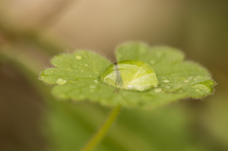 rain, close-up, Jaén, water, dew, green Color, drop, Tamron, freshness, 90mm, leaf, environment, raindrop, green leaf, drops, DCR, macro photography, flora