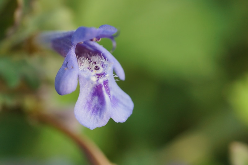 Germany, hederacea, C/D, Baden-Württemberg, close-up, Sony  Alpha, MACRO, genuine, Explore, best, manuelle, Beardtongue, Licht, glechoma, petal, Europa