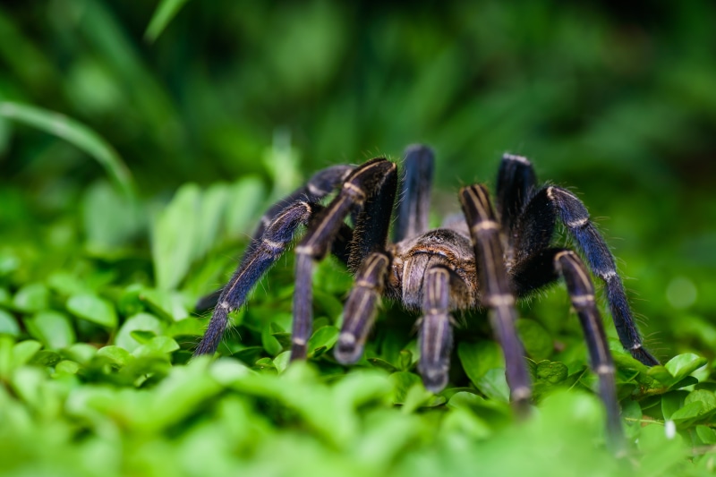 time, district, arachnid, green grass, Bilgin, wildlife, tarantula, black and brown, grass, haplopelma, animal, carnivore, 5K, black, blue, Cobalt blue tarantula