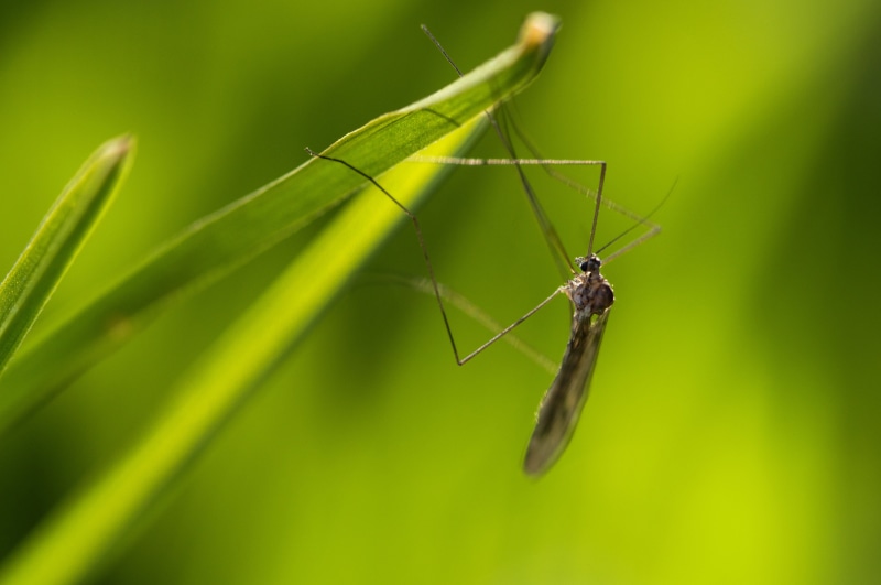 lens, mosquito, Tipulidae, Tamron, daylight, de campo, wildlife, nikon d3200, 90mm, 5K, aire libre, arachnid, fauna, la, nature, spider, Mosca, black
