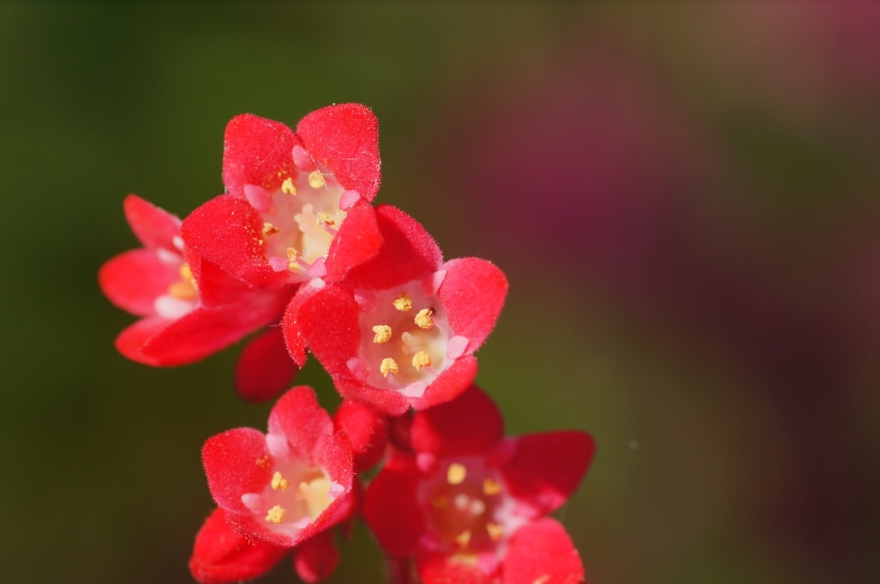 C/D, freshness, Europe, prime  lens, plant, Germany, Nex-5N, Europa, Rauenberg, MACRO, nature, red, Baden-Württemberg, Licht, close-up, genuine, Explore