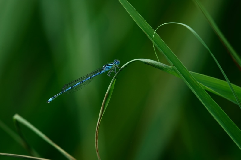 Bokeh, blue, damselfly, Sony_Alpha, green leaf, Libelle, perched, OSS, photo, FE, green, Natur, 4K, closeup, leaf